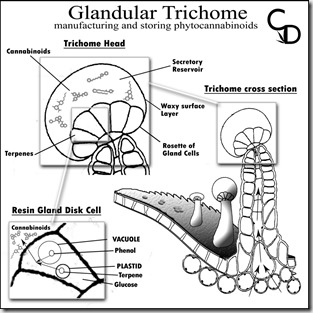 Trichome-Graphic-copy-1024x1024